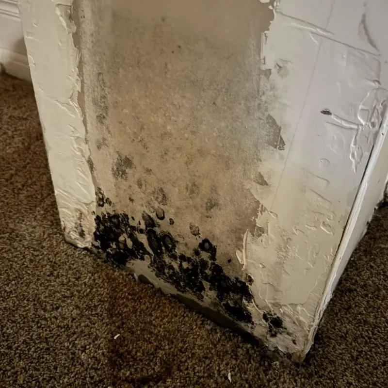 Professional Mold Removal in New Castle, IN